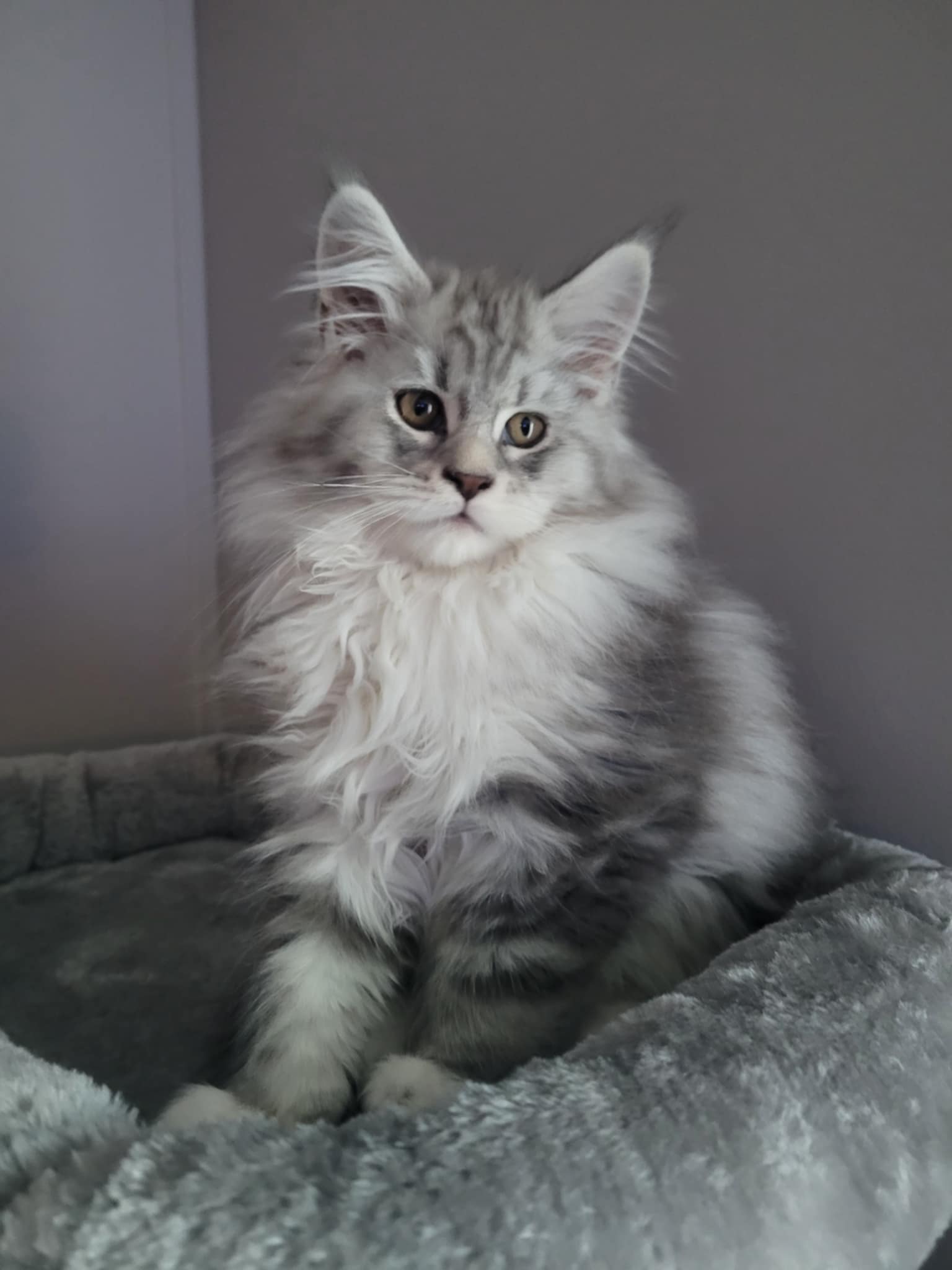Lena Maine Coon