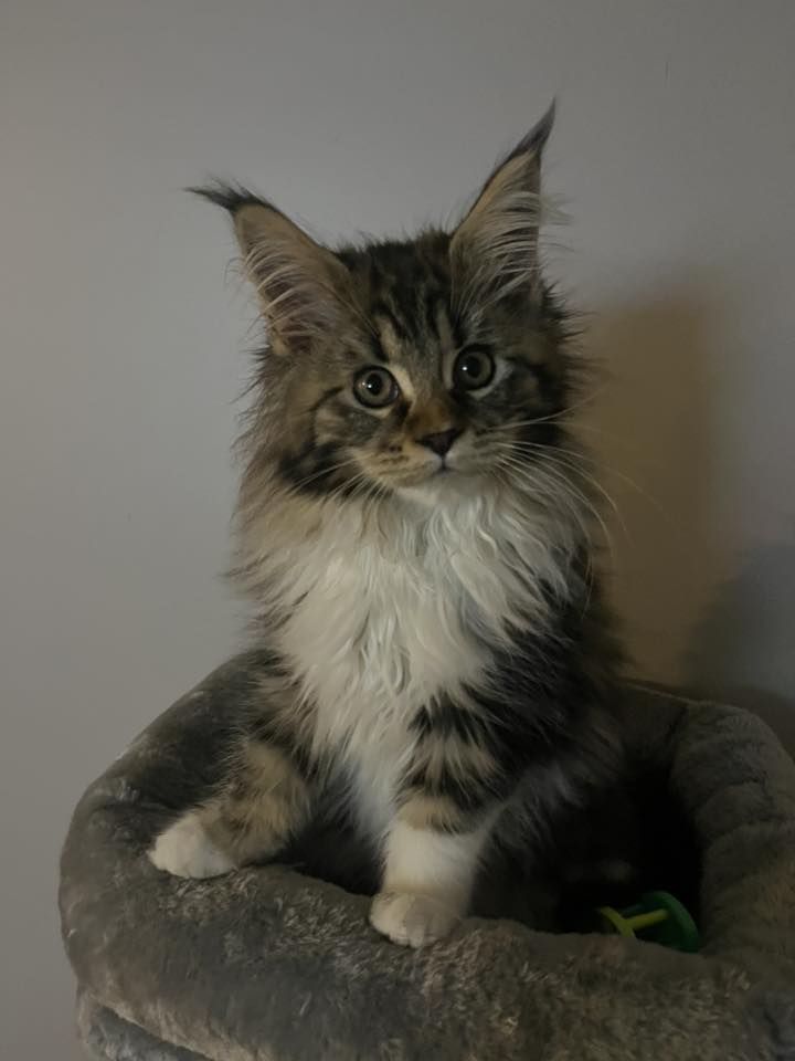Kallie the Maine Coon kitten