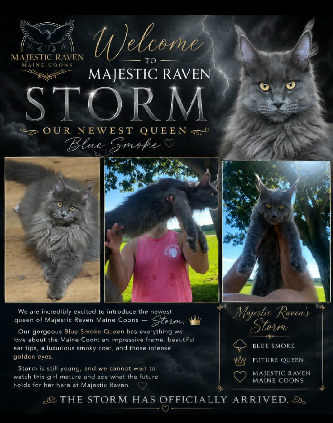 Welcome announcement for Storm, Majestic Raven's Blue Smoke Queen