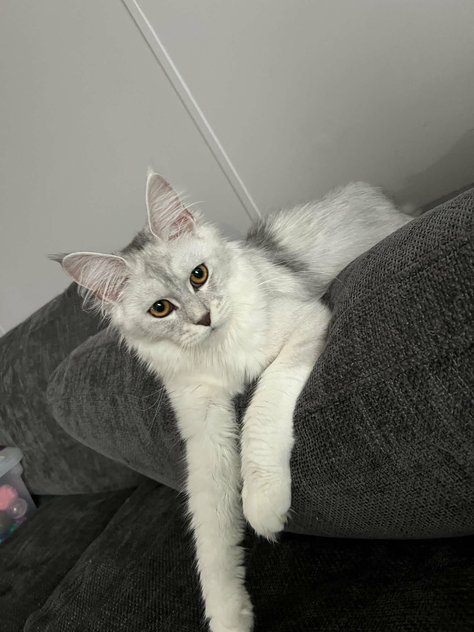 Salem Maine Coon
