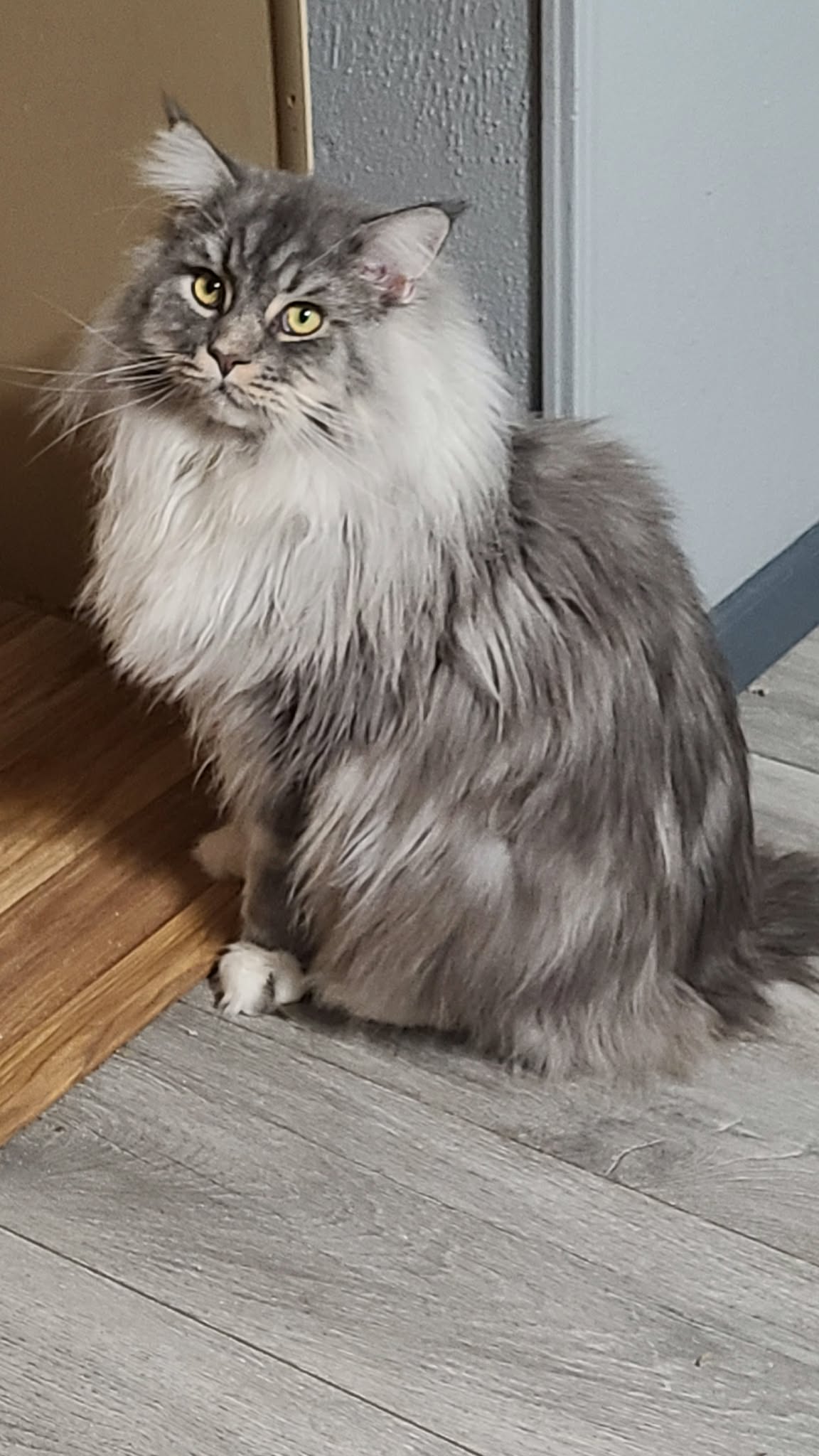 Bohdi photo 3