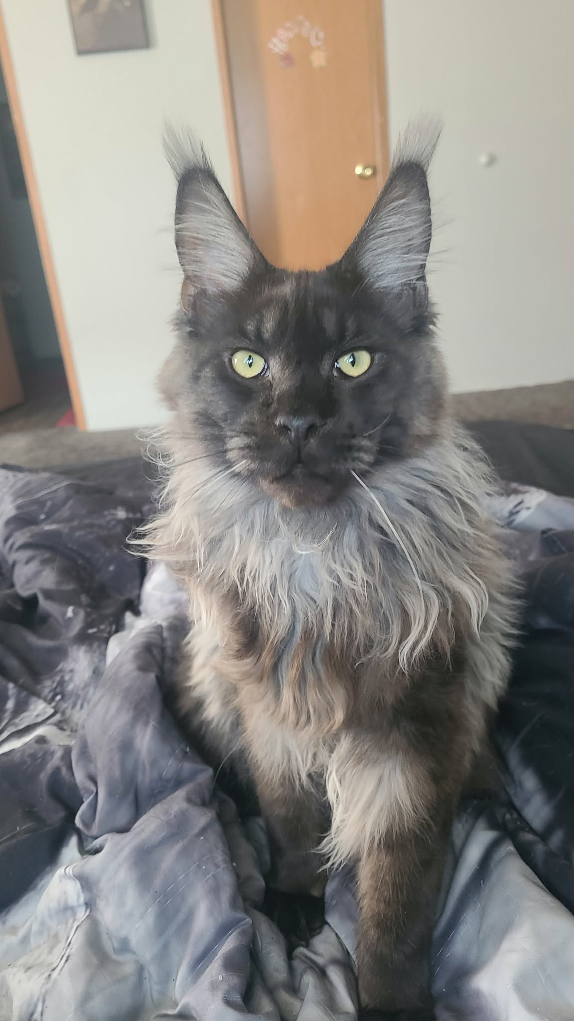 Loki Maine Coon
