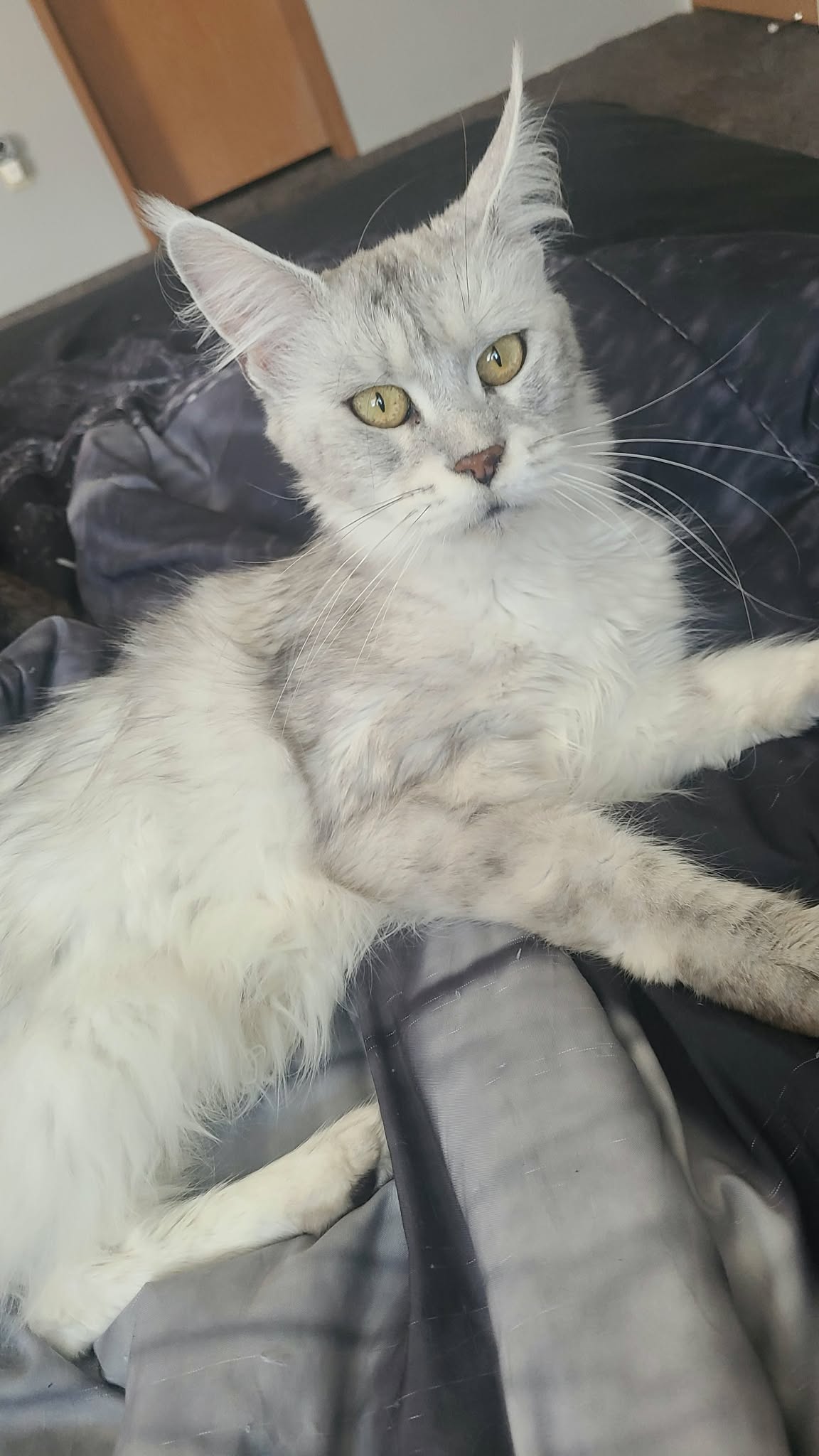 Lena Maine Coon