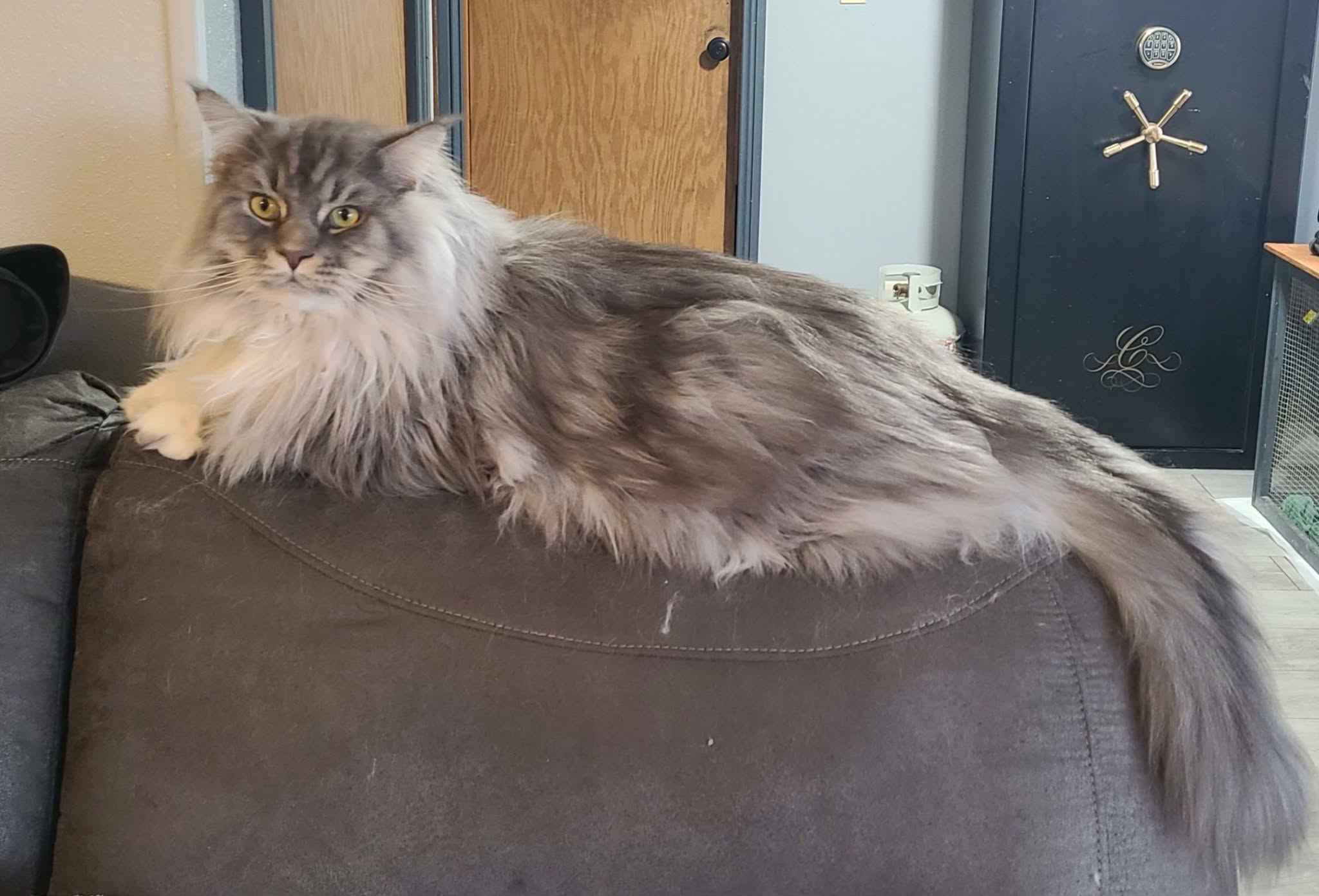 Bohdi Maine Coon