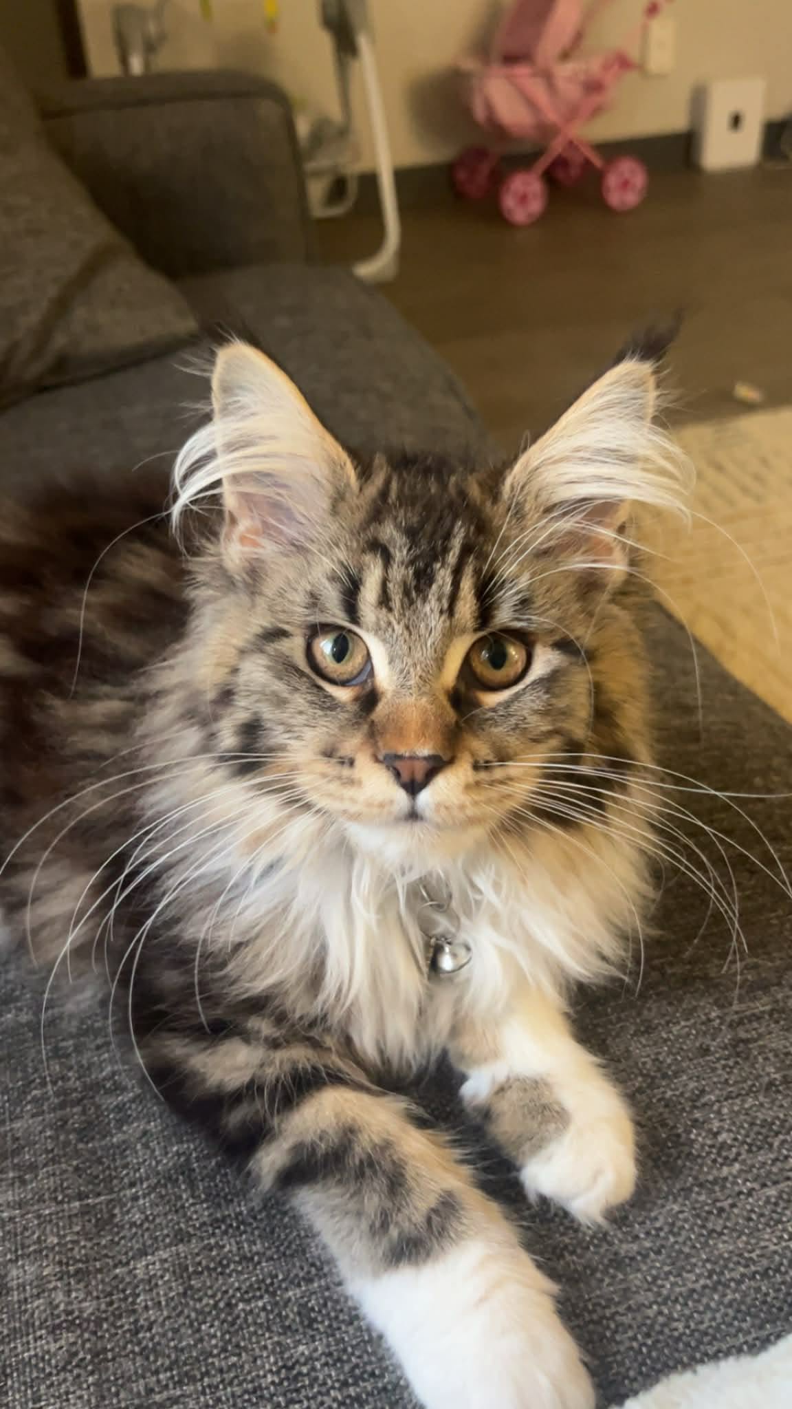 Kallie Maine Coon