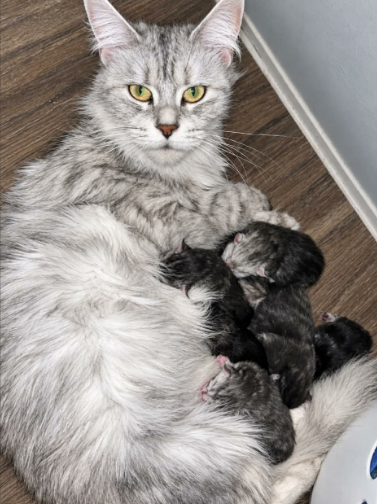 Bohdi & Lena September 2026 Litter
